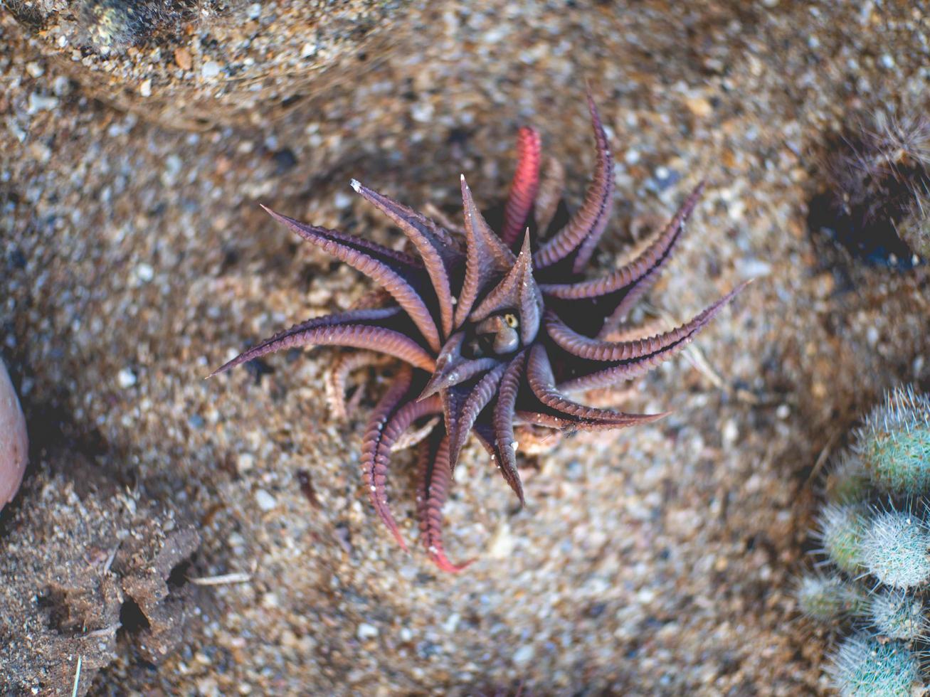 cactus and top view photo