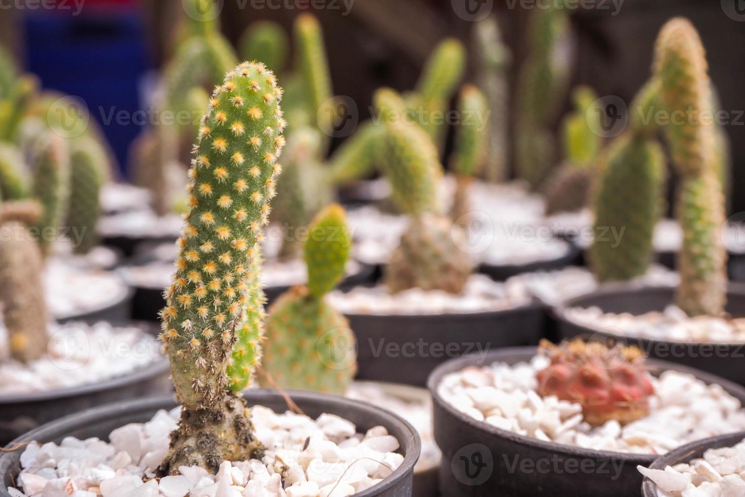 flower and cactus photo