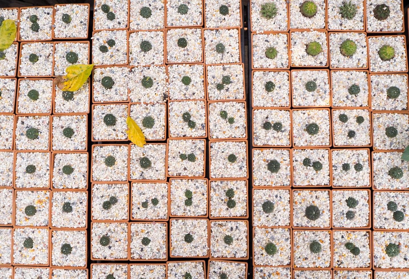 cactus top view photo
