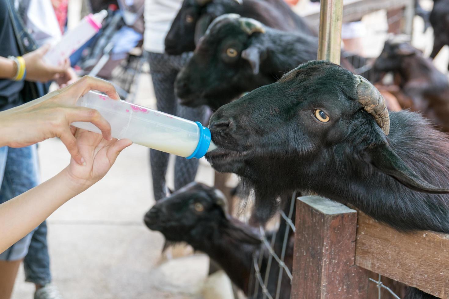 Milk feeding of a goat photo