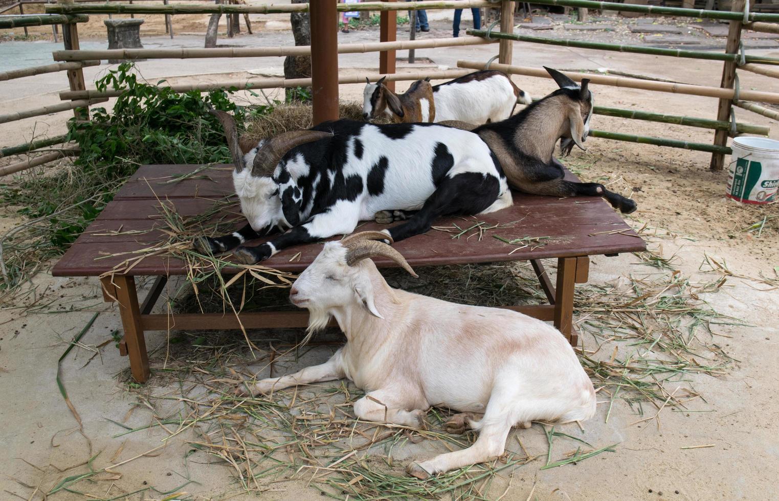 cabras en una granja foto