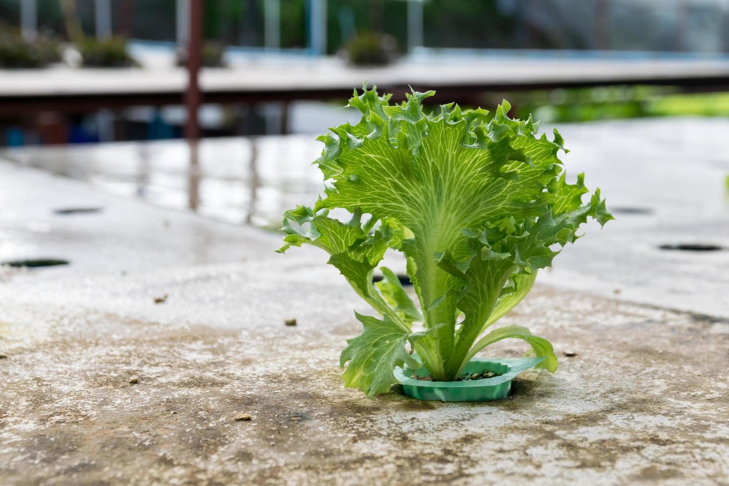 cultivation hydroponics green vegetable in farm photo