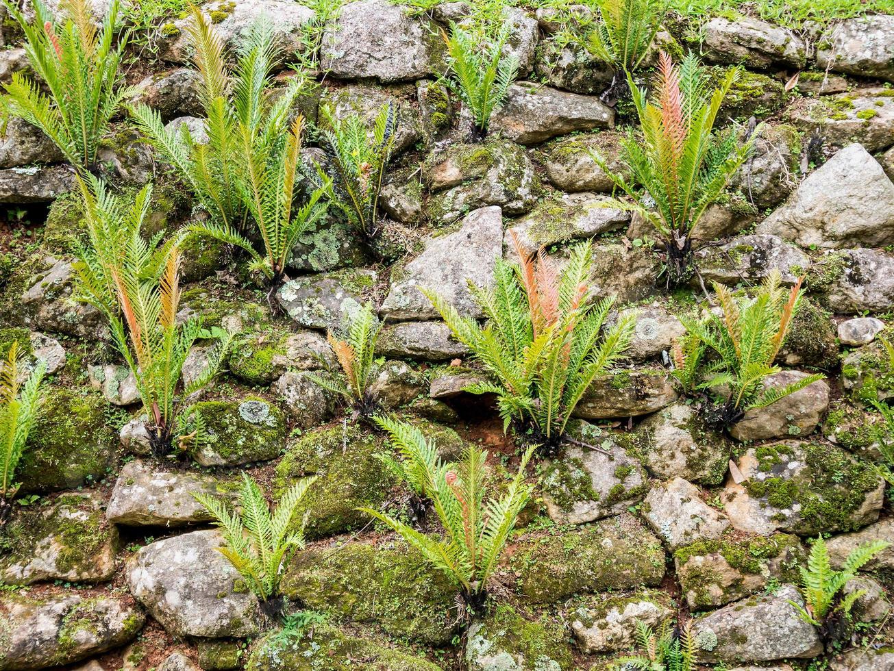 stone wall with moss and fern photo