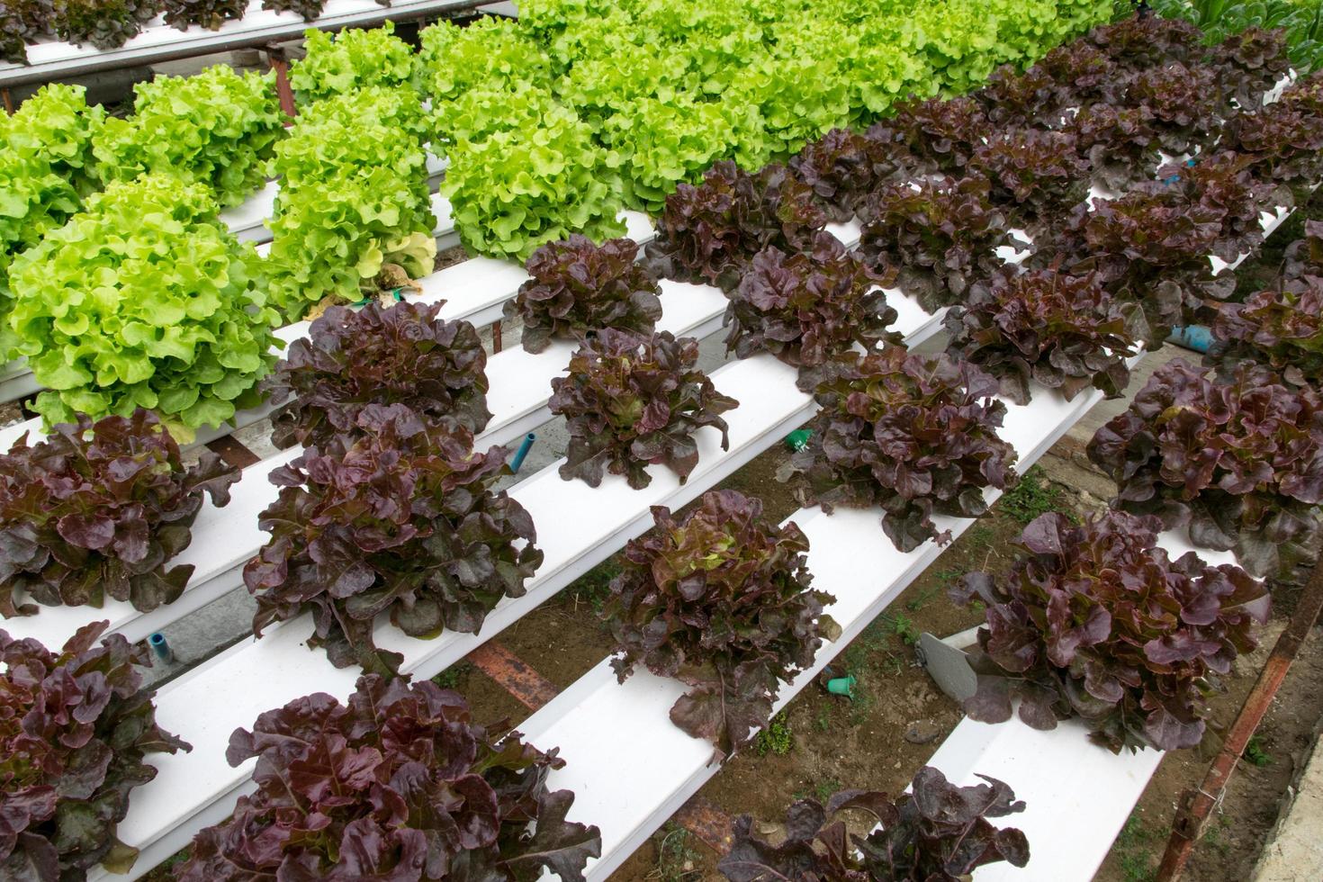 Hydroponic vegetables growing in greenhouse photo