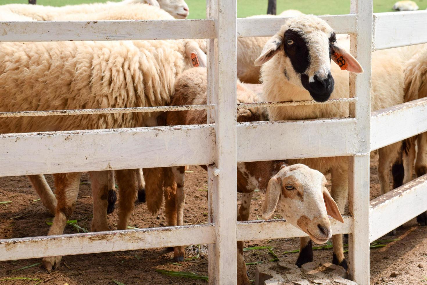 flock of sheep on green grass photo