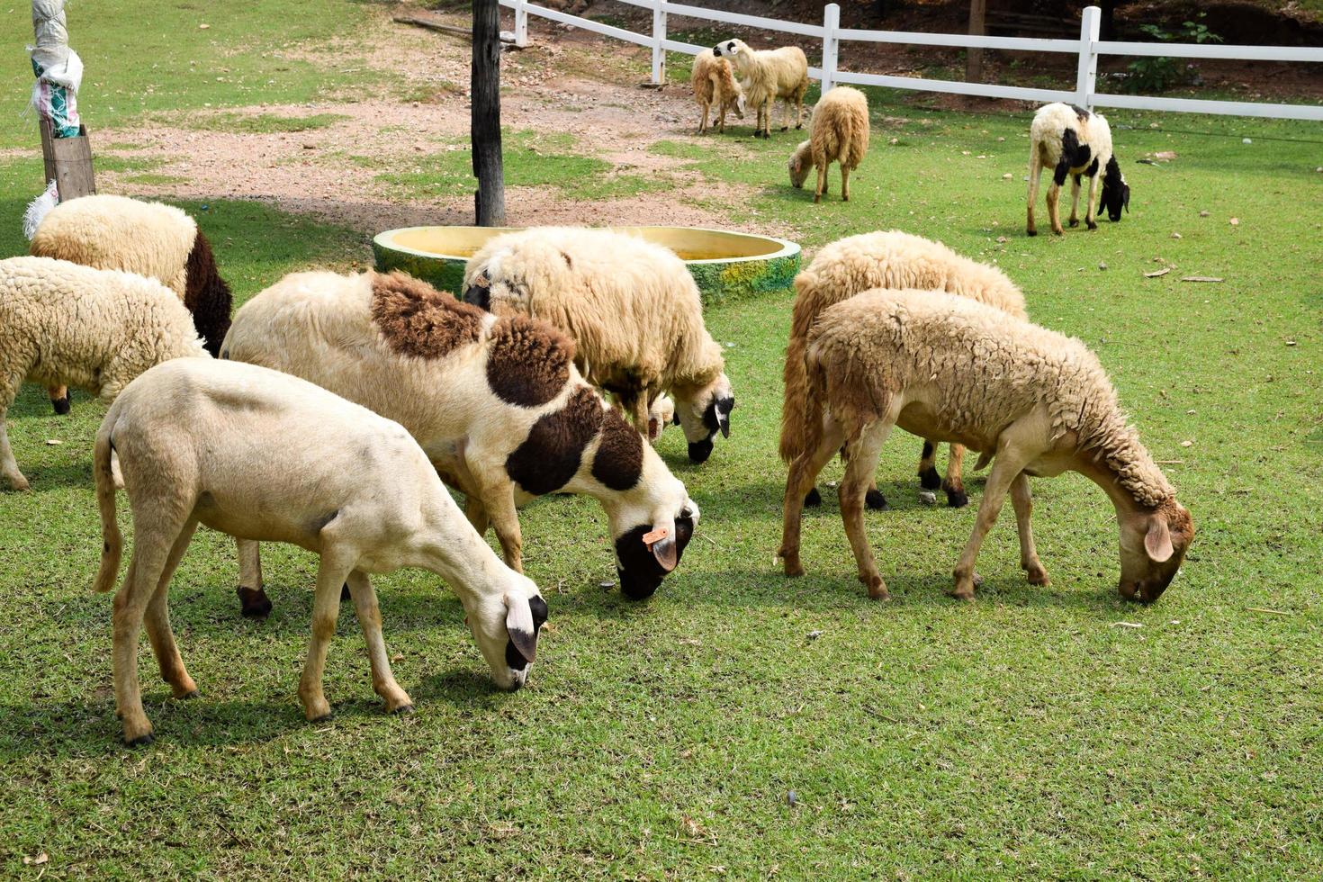 rebaño de ovejas en la hierba verde foto