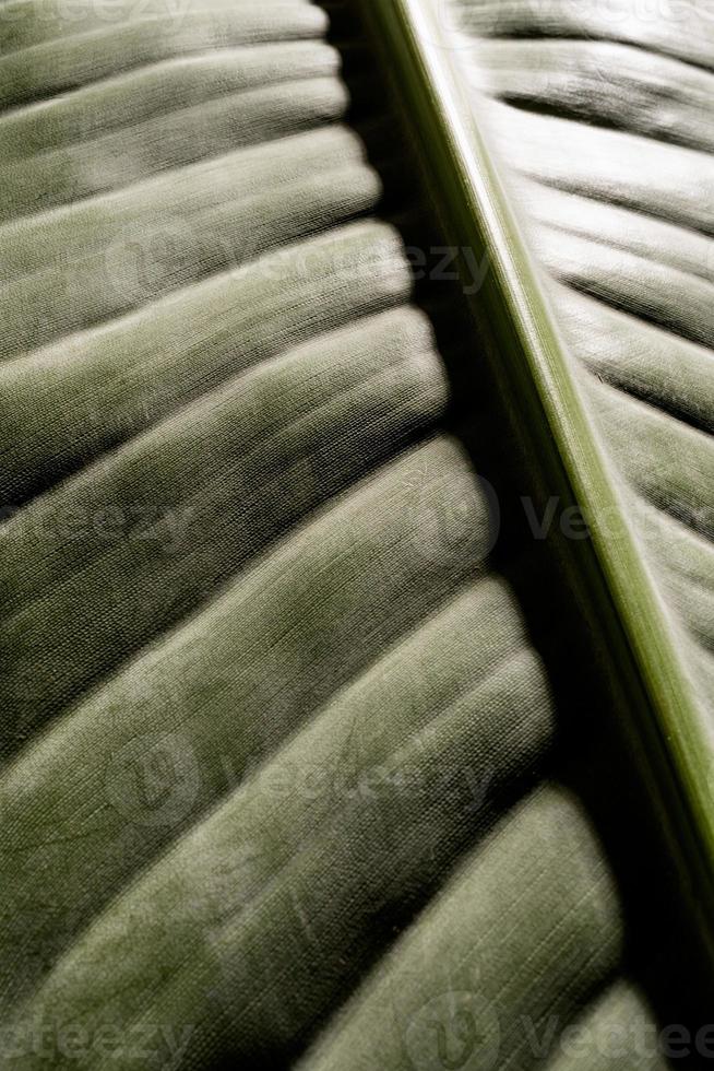 textura de hoja verde con líneas, fondo natural foto