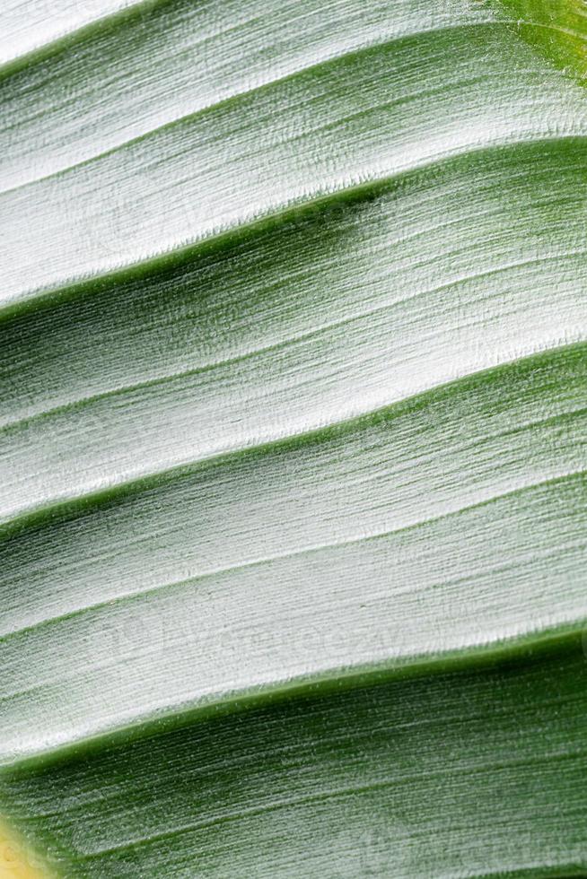 textura de hoja verde con líneas, fondo natural foto