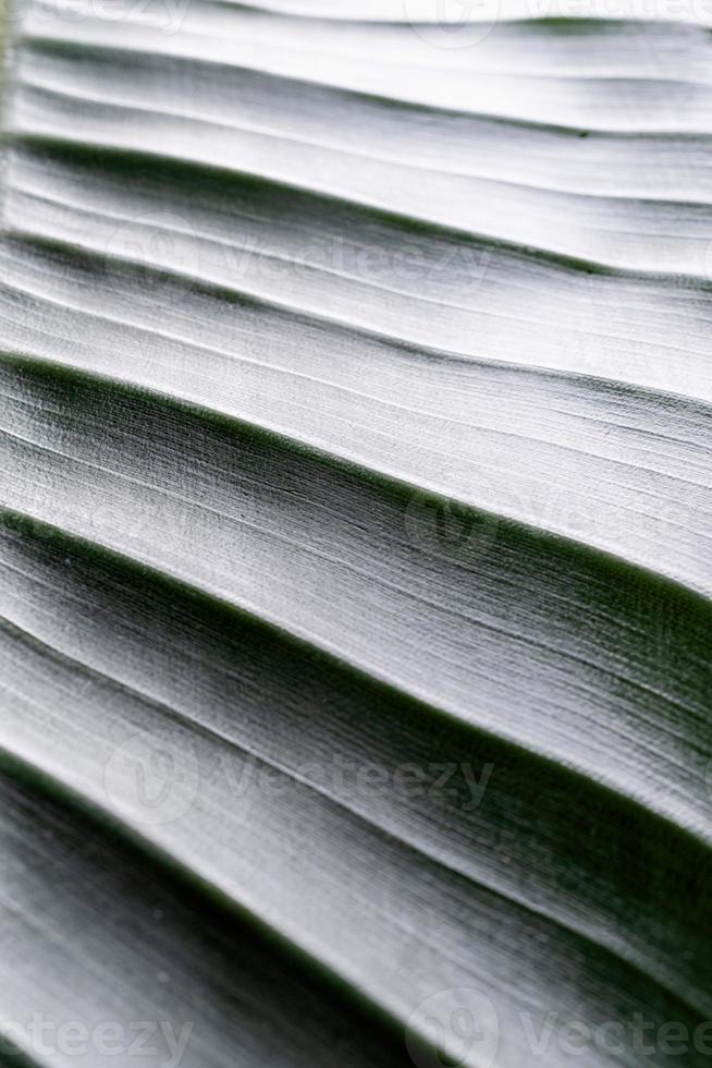 green leaf texture with lines, natural background photo
