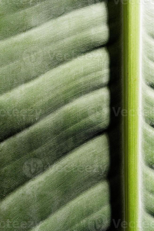 green leaf texture with lines, natural background photo