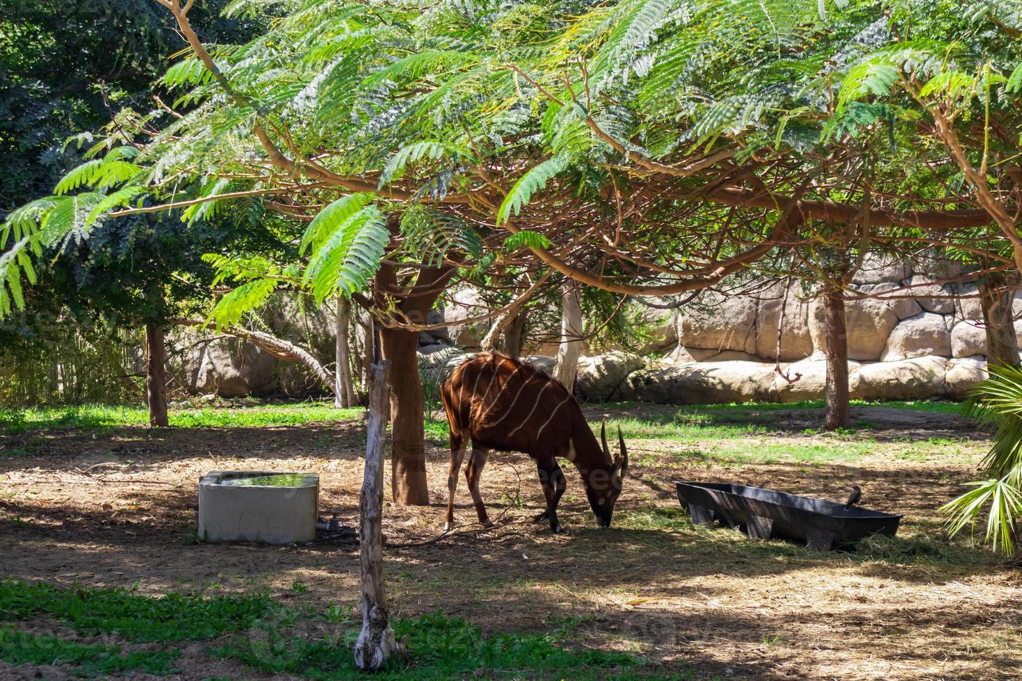 bongo in the park photo