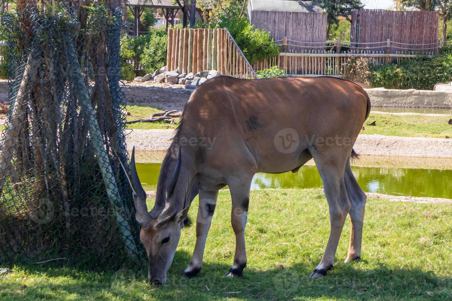 big common eland in the shadow of the tree photo