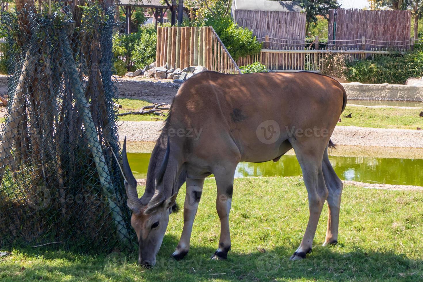 gran eland común a la sombra del árbol foto