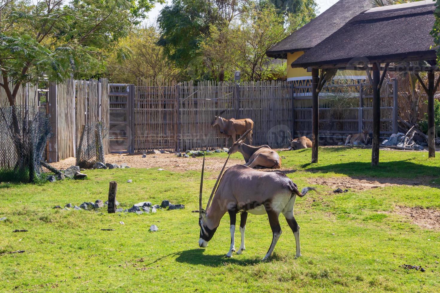 gemsbuck in the zoo photo