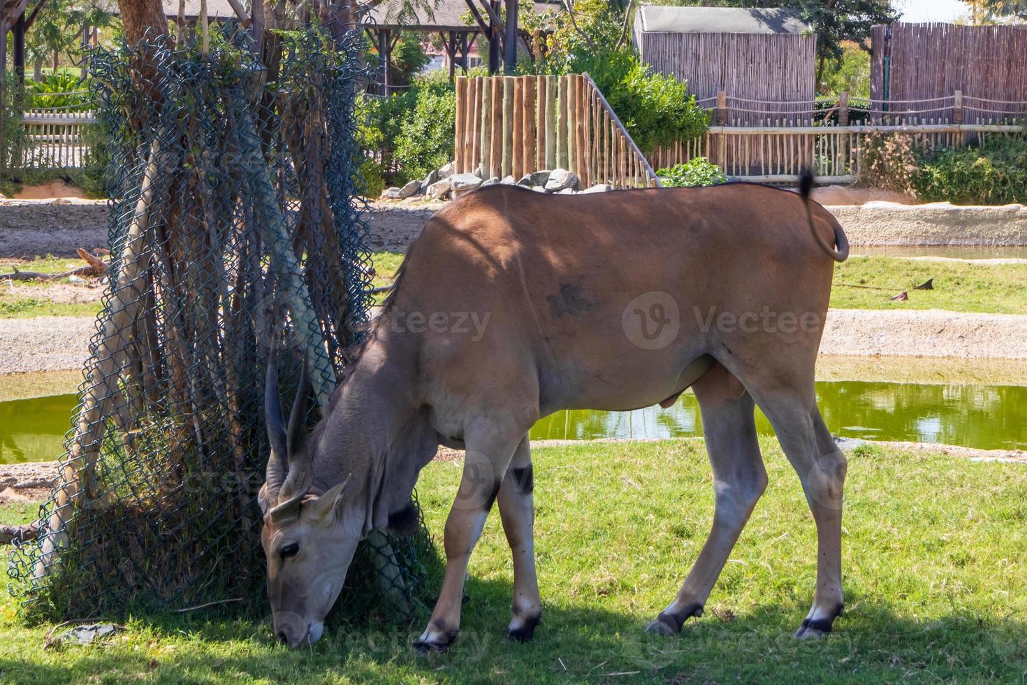 gran eland común a la sombra del árbol foto