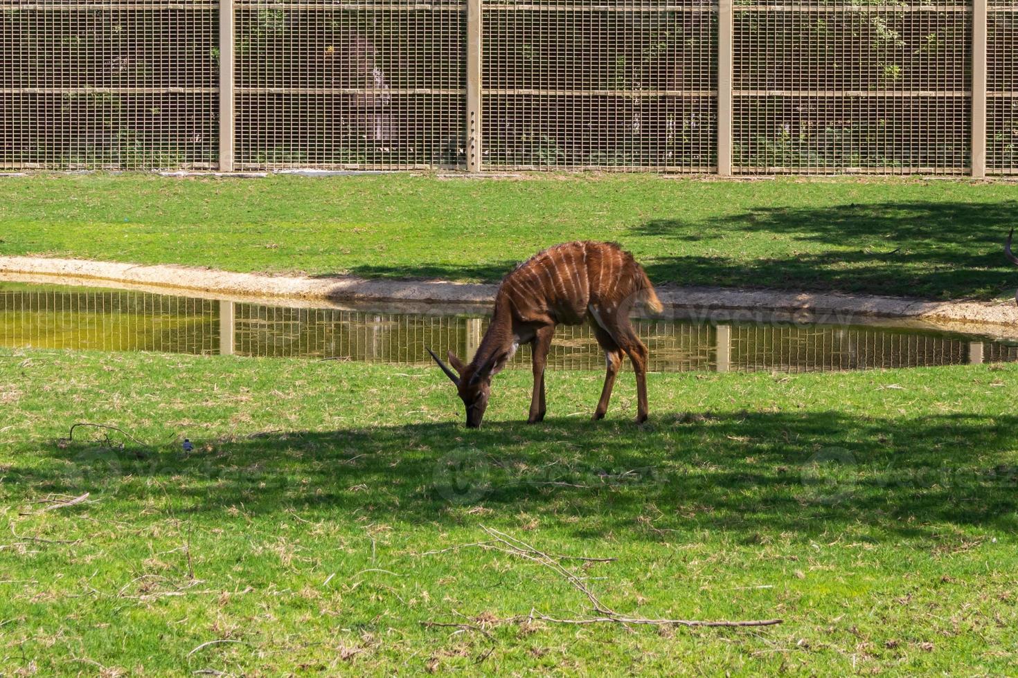 bongo en el parque foto