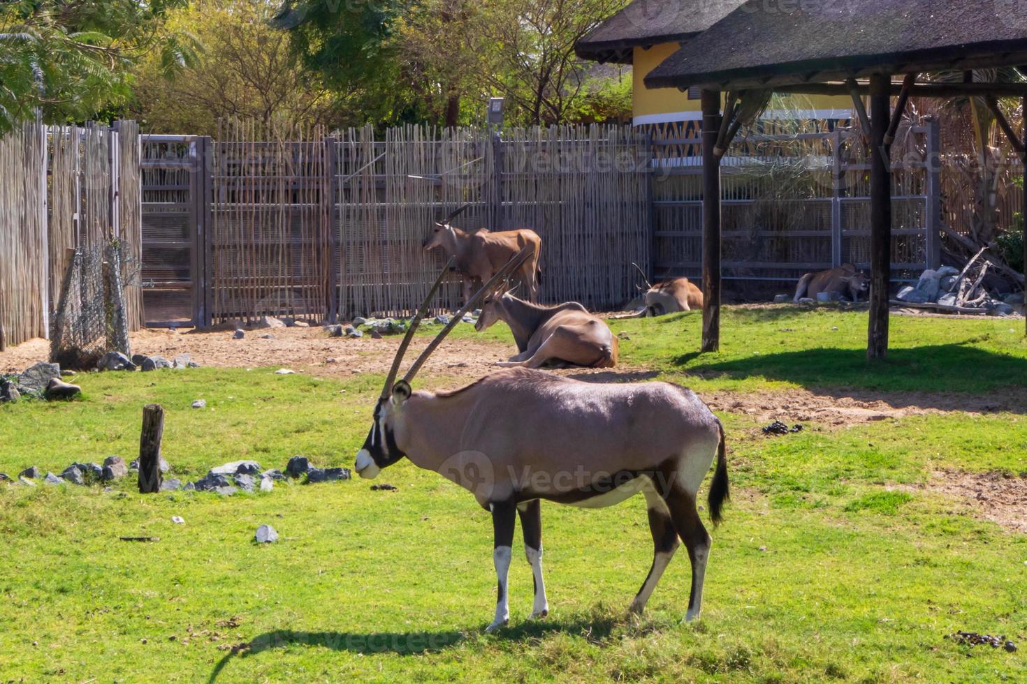 gemsbuck in the zoo photo