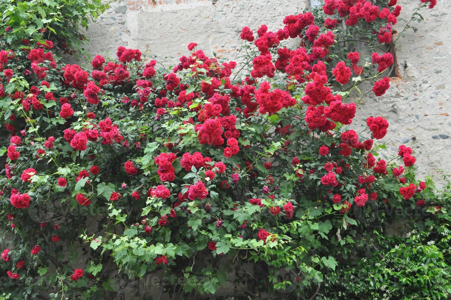 rose plant Rosa red flower on ancient wall photo