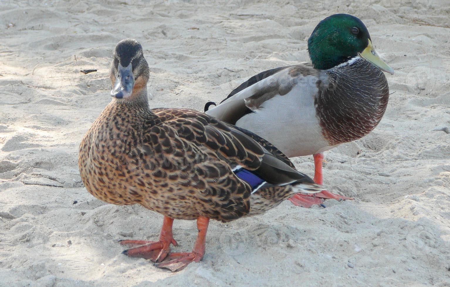 Teal duck bird animal photo