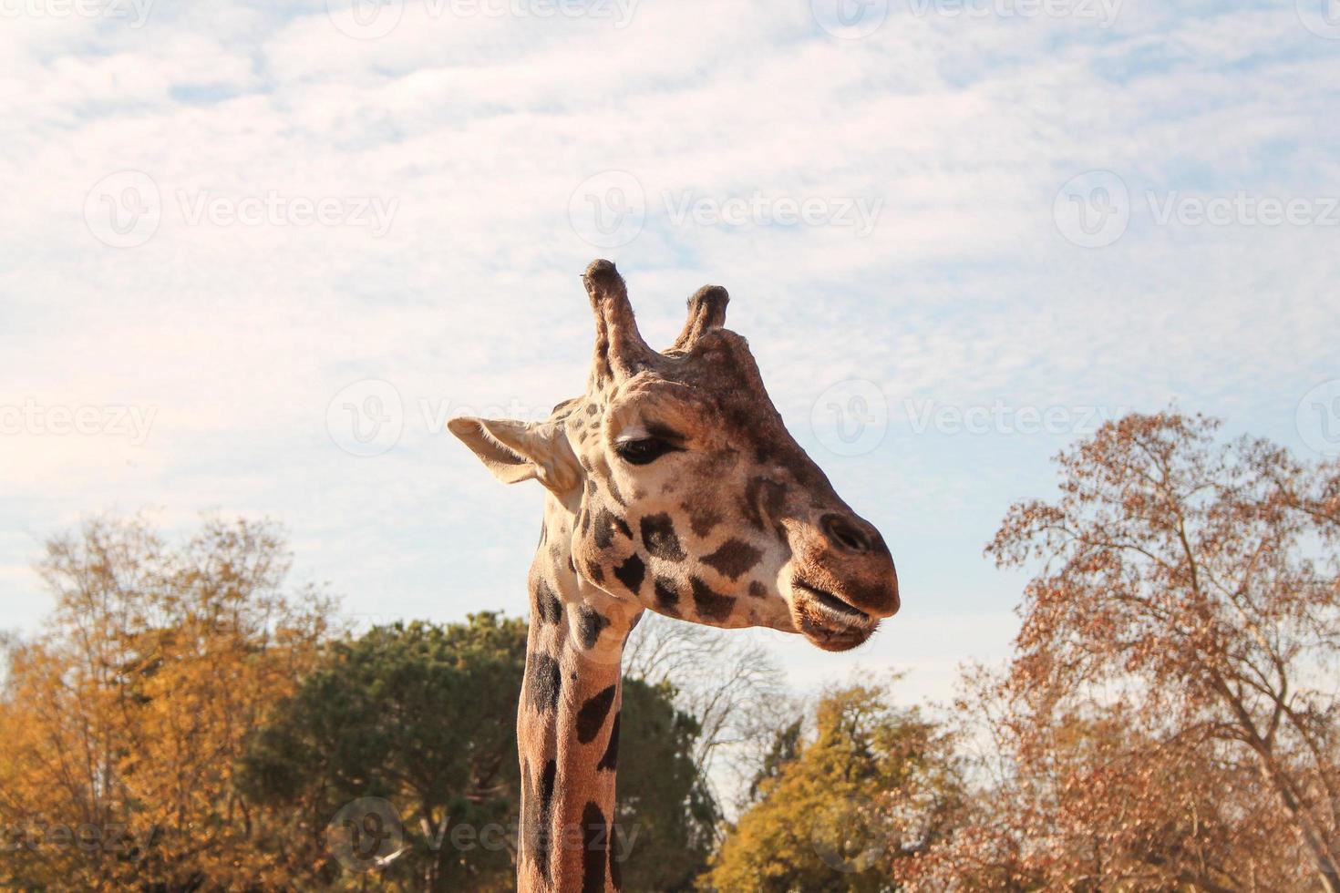 jirafa de animalia cordataia artiodactyla giraffidae giraffa c foto