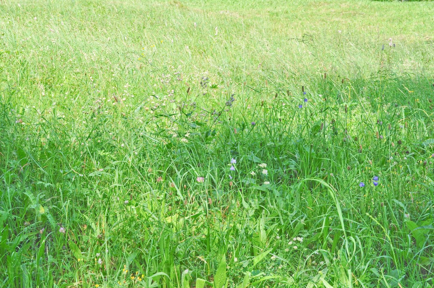 Green grass in meadow or lawn useful as a background photo