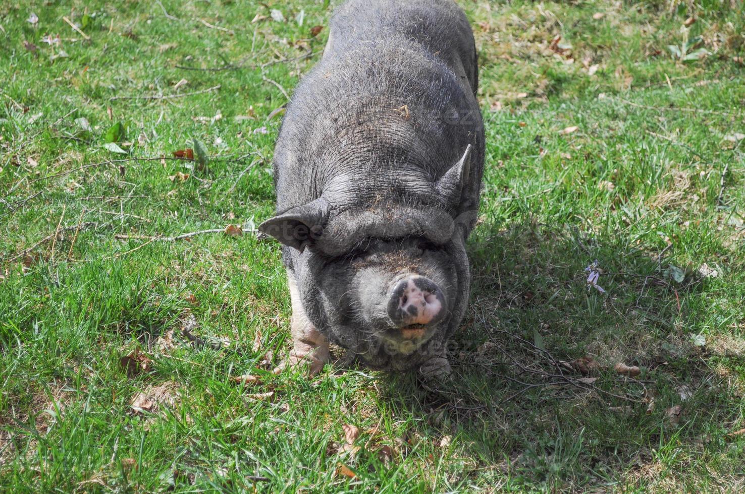 Large Black Pig aka Devon or Cornwall Black breed of domestic pi photo