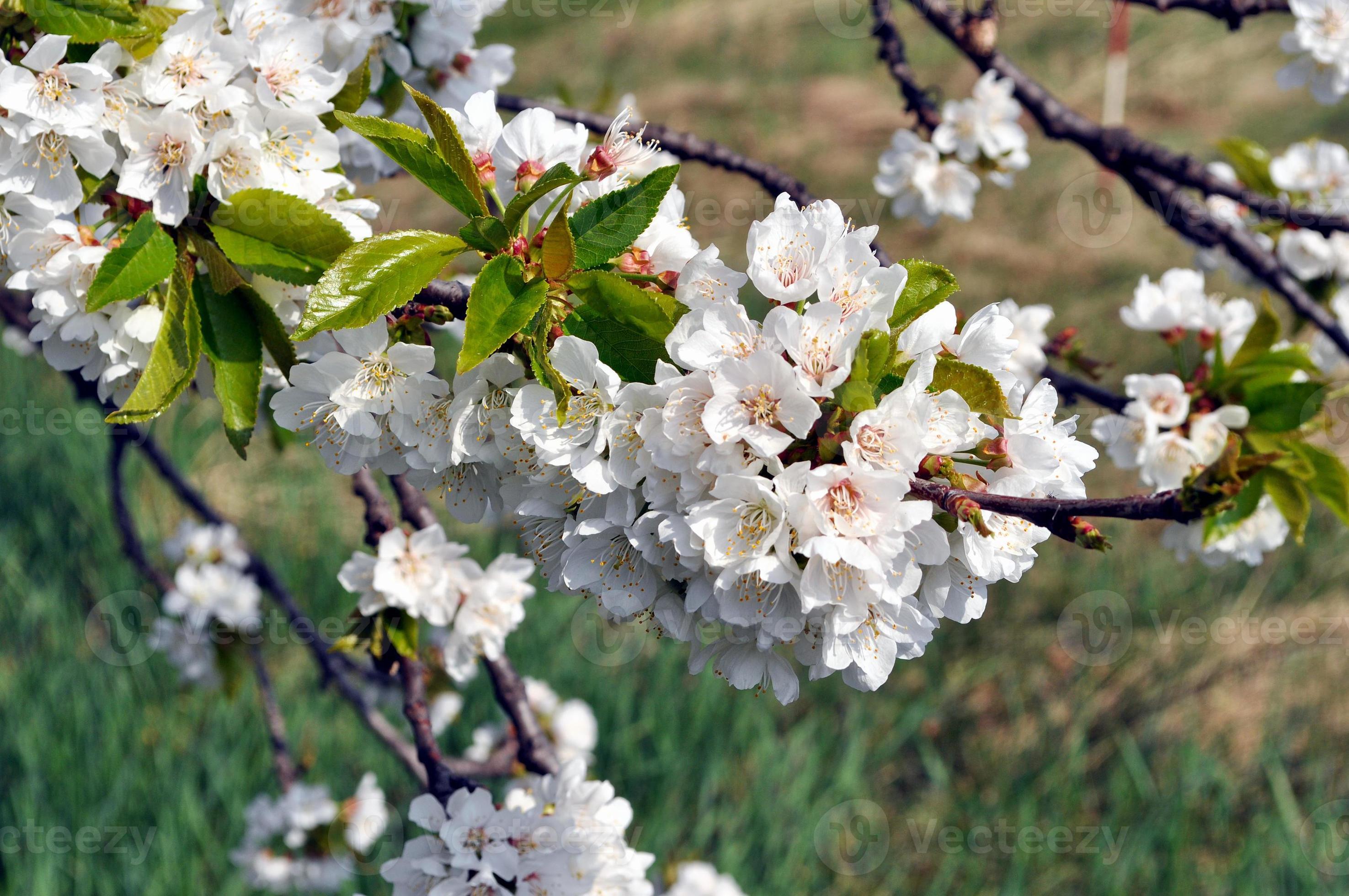 Cherry tree flowers, plant of genus Prunus 6888429 Stock Photo at Vecteezy