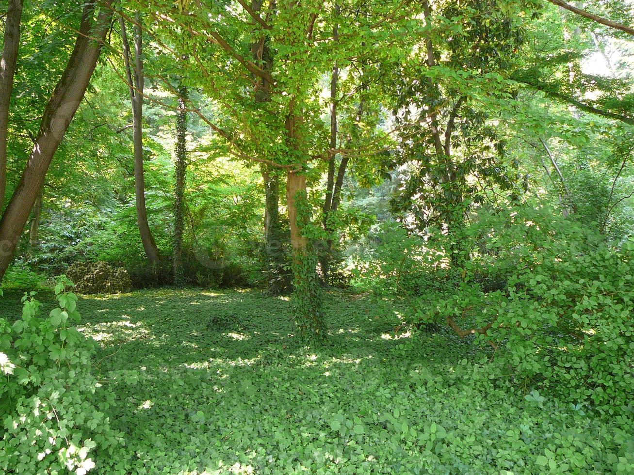 Ancient villa Pisani garden in Padua Padova in Veneto, Northern photo