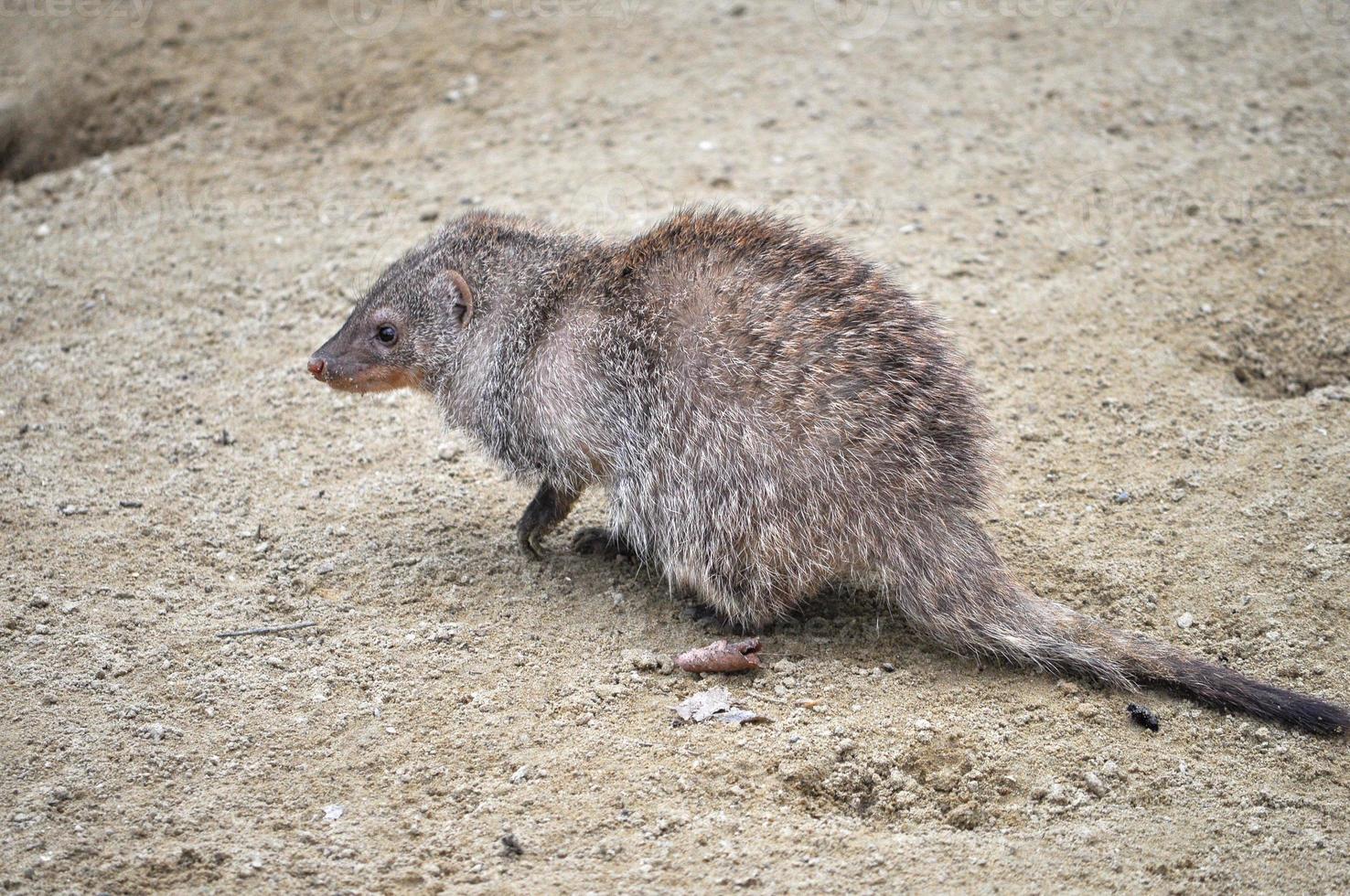 Banded moongose mammal animal photo