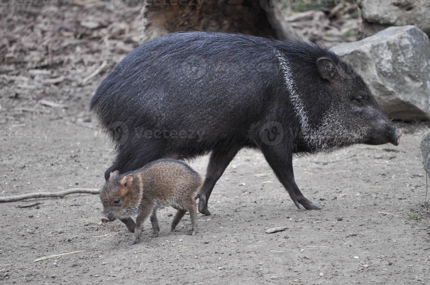 Collared Peccary mammal animal photo