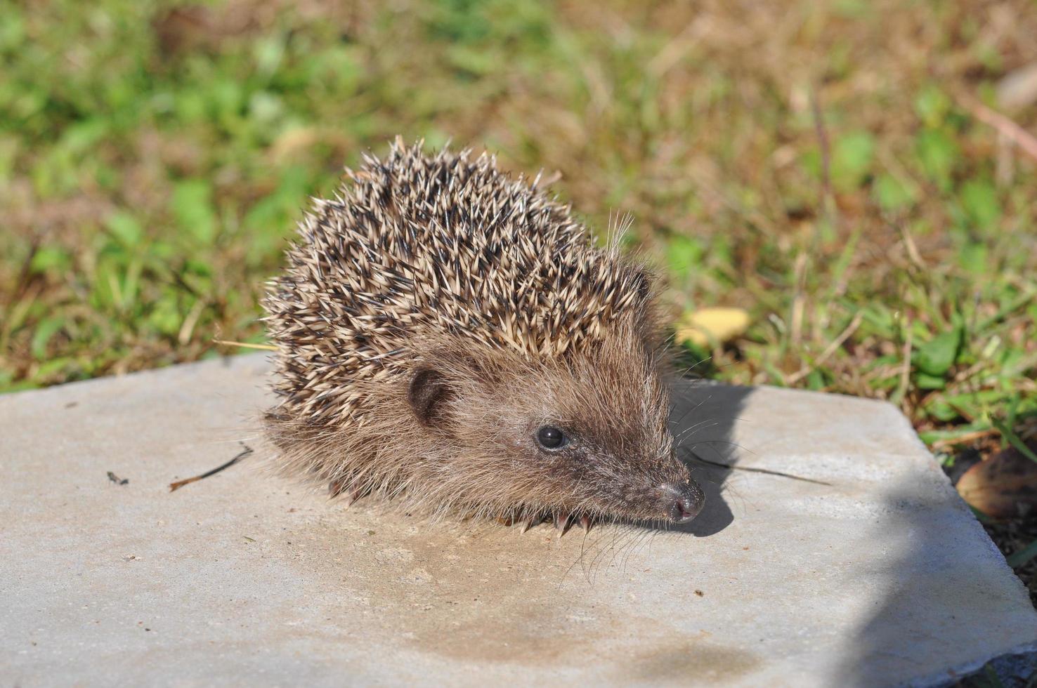 Hedgehog Erinaceomorpha Erinaceinae Erinaceidae spiny mammal ani photo