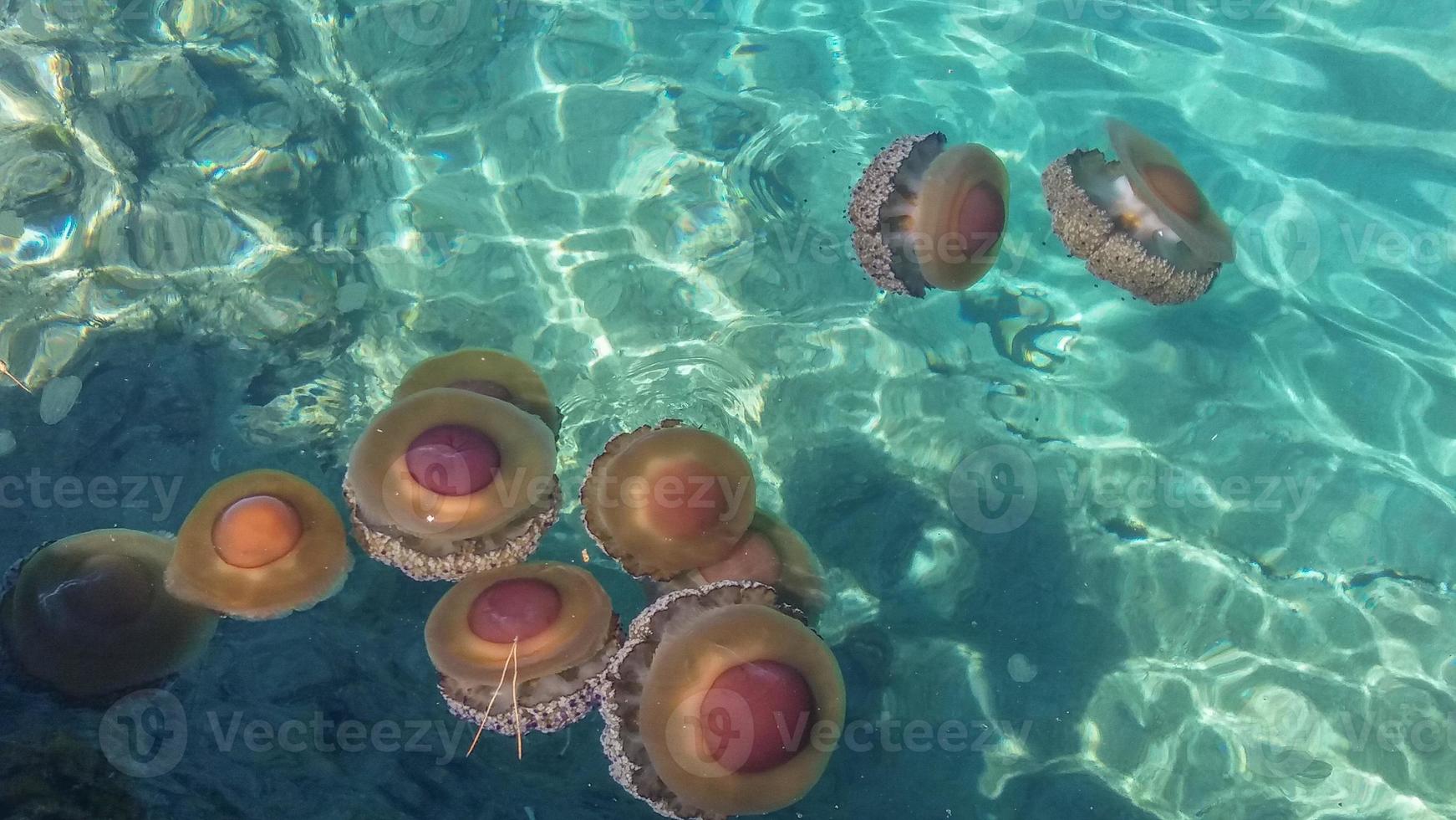 medusas también conocidas como cnidarios de gelatina foto