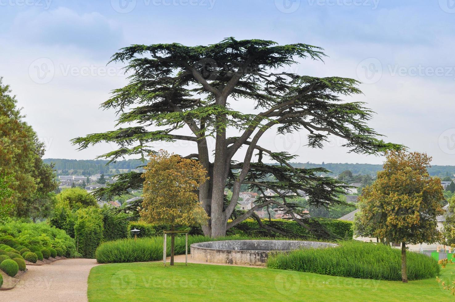 Chateau Amboise castle photo