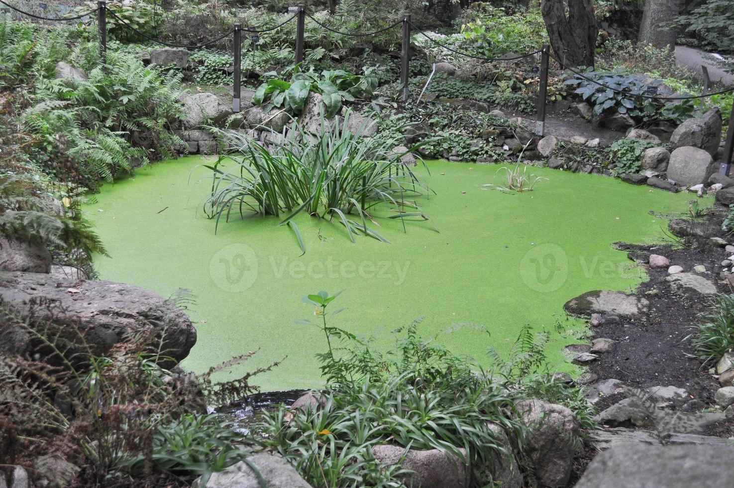 Duckweeds aka water lens or bayroot floating aquatic plants on t photo