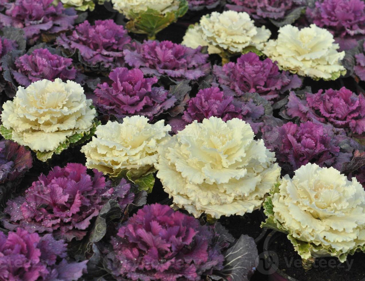 Ornamental cabbage flower 6889120 Stock Photo at Vecteezy