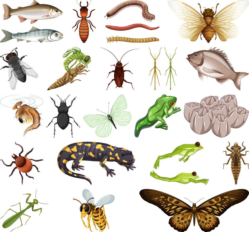Different kinds of insects and animals on white background vector
