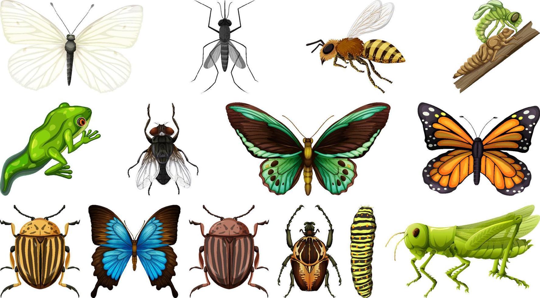 Colección de diferentes insectos aislado sobre fondo blanco. vector