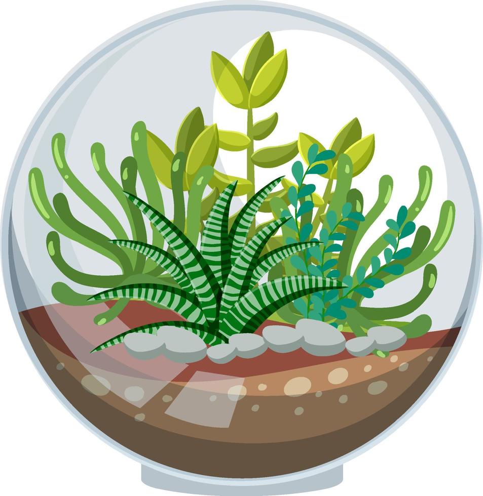 Cute glass terrariums with succulents on white backround vector