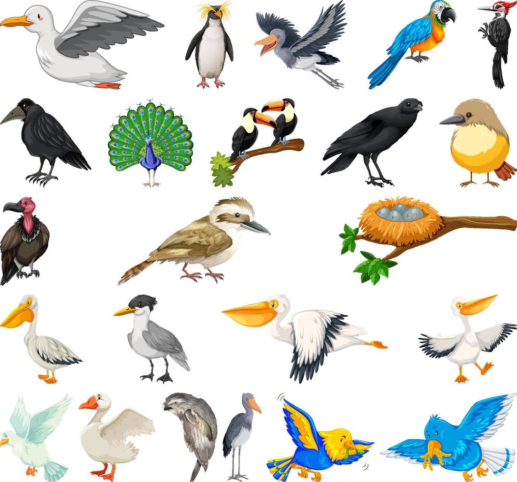 Different kinds of birds collection vector