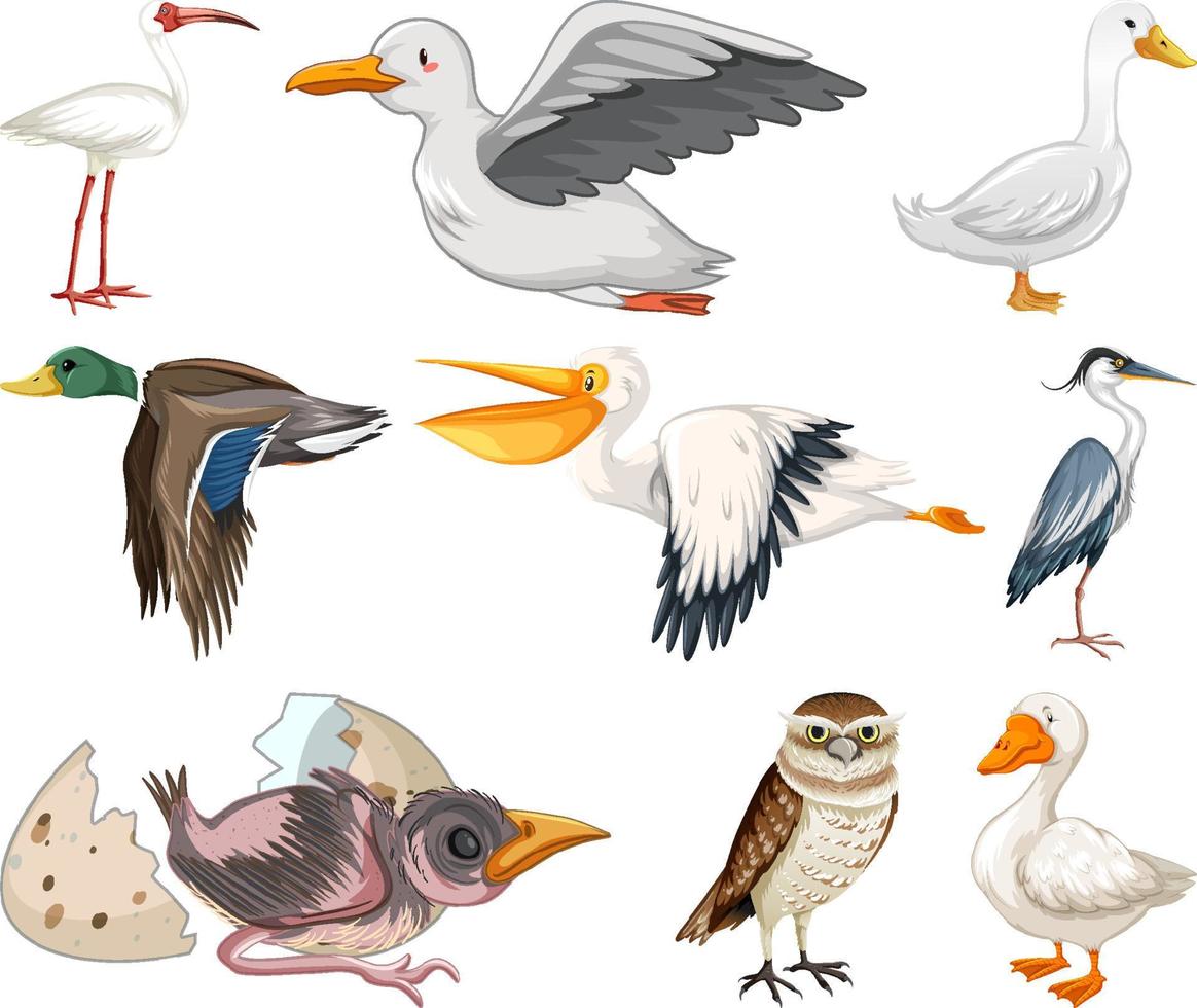 Different kinds of birds collection vector