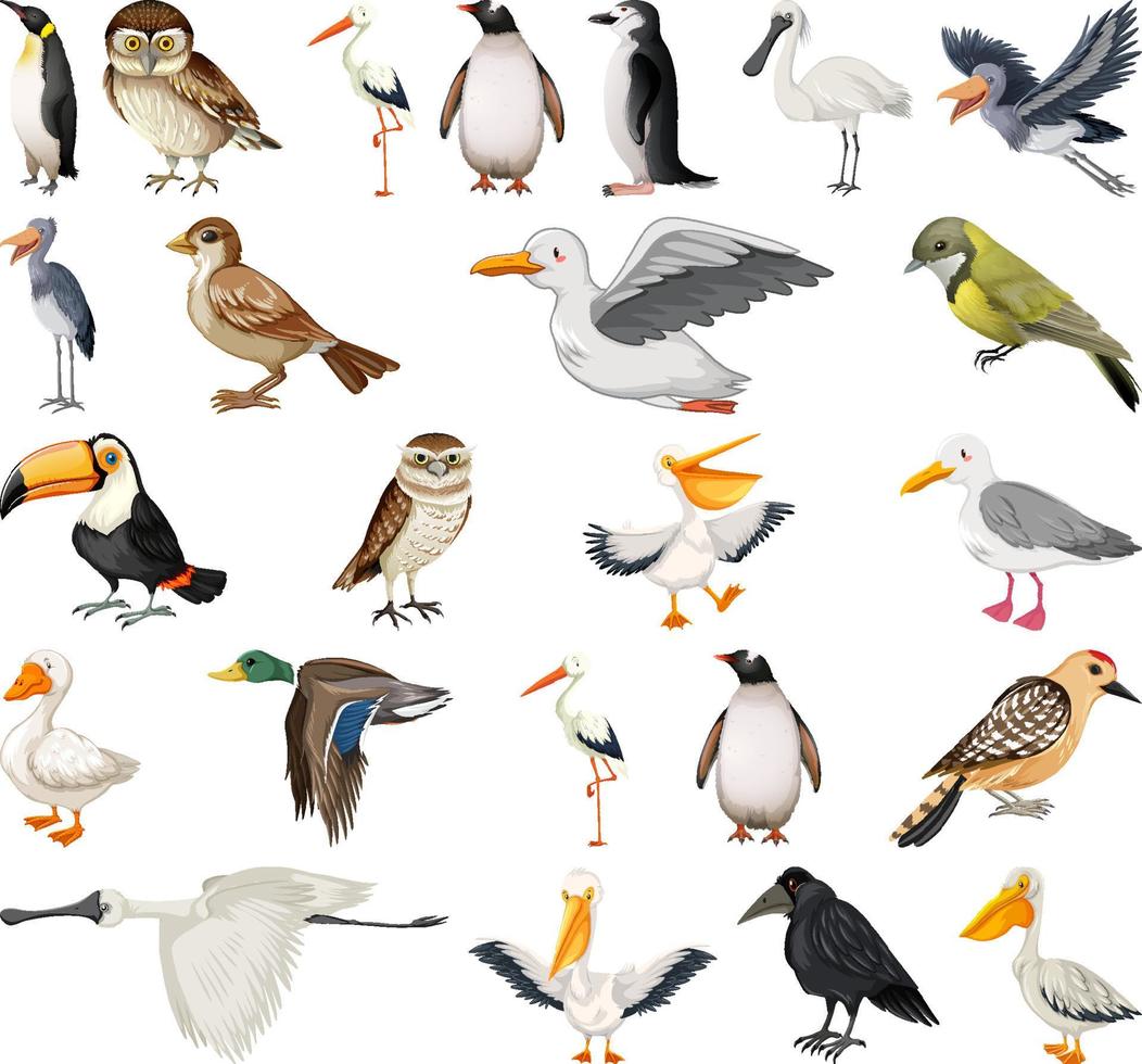 Different kinds of birds collection vector