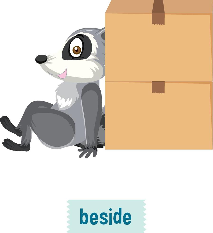 English prepositions, raccoon sitting beside boxes vector