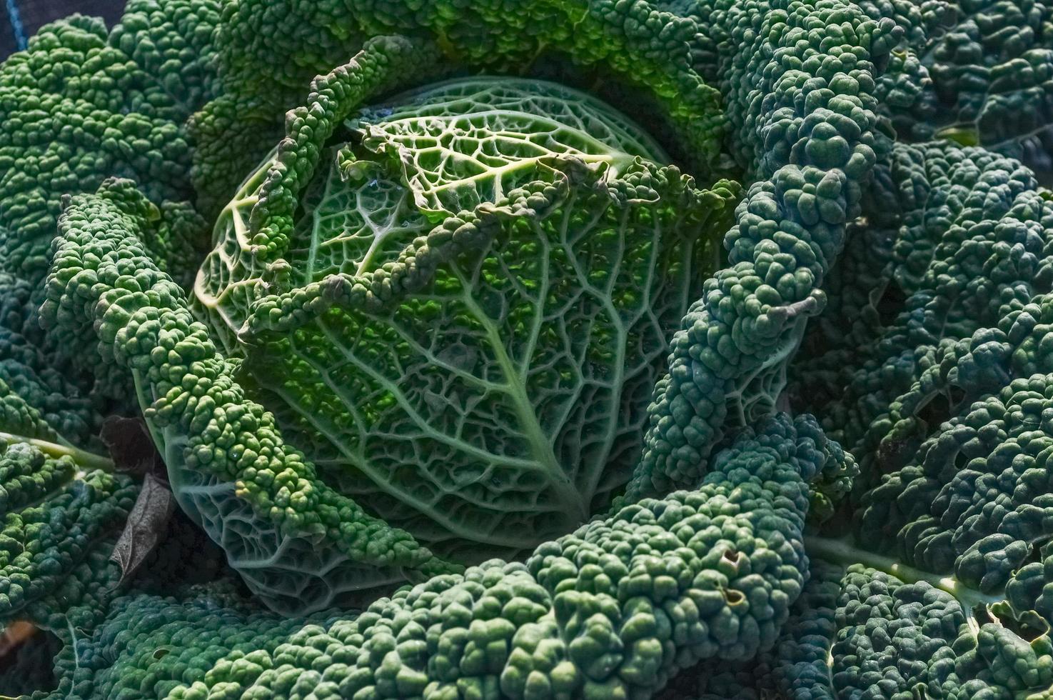 repollo brassica oleracea verduras comida vegetariana foto
