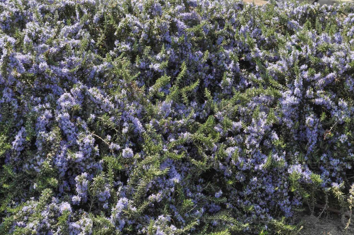 rosemary Rosmarinus plant photo