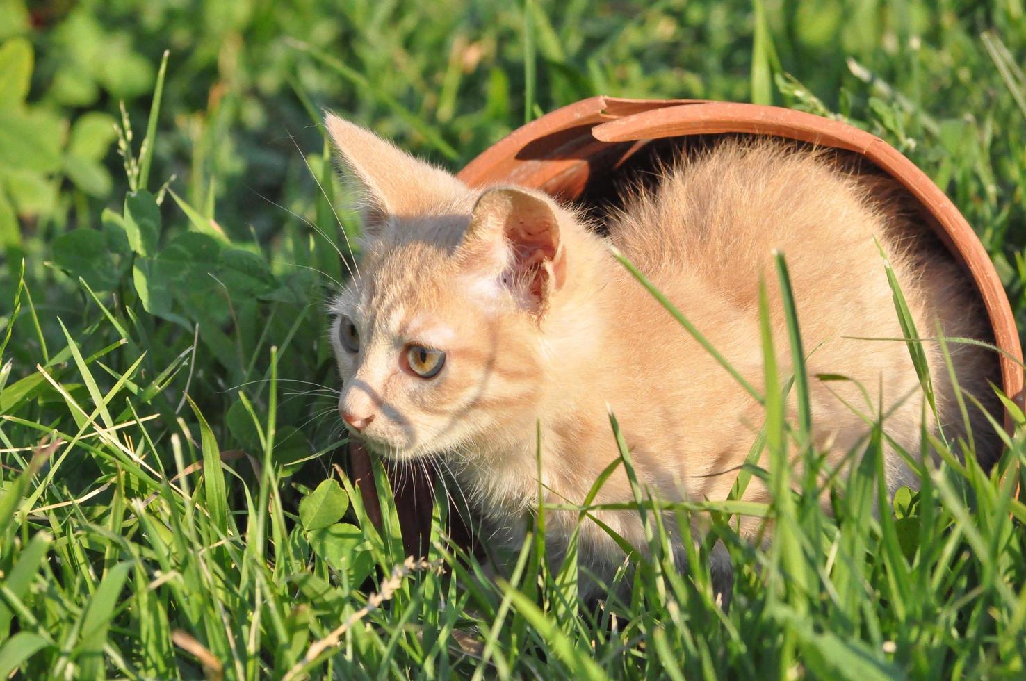 orange domestic tabby cat mammal animal photo