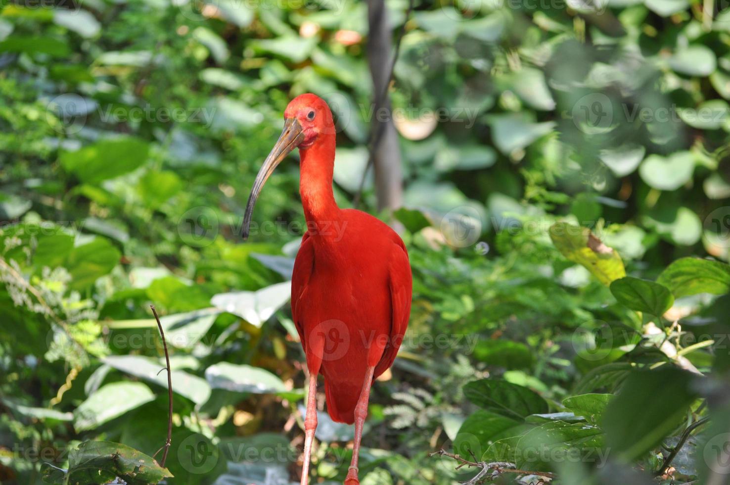Scarlet Ibis bird photo