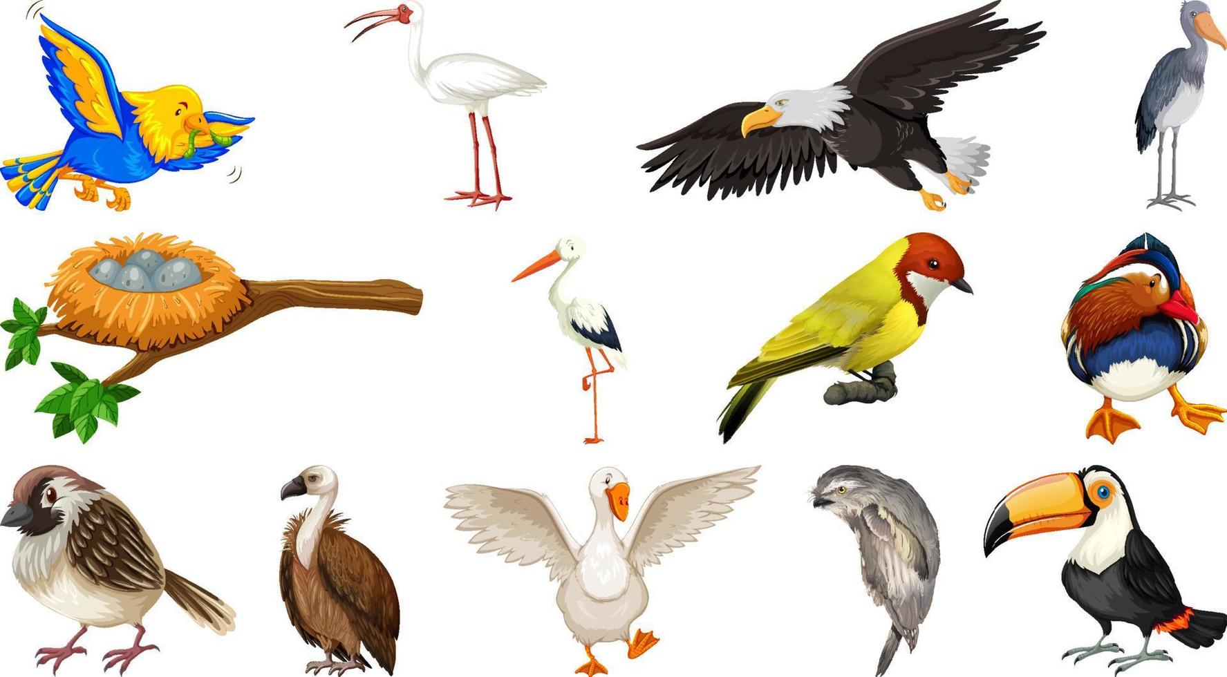 Different kinds of birds collection vector