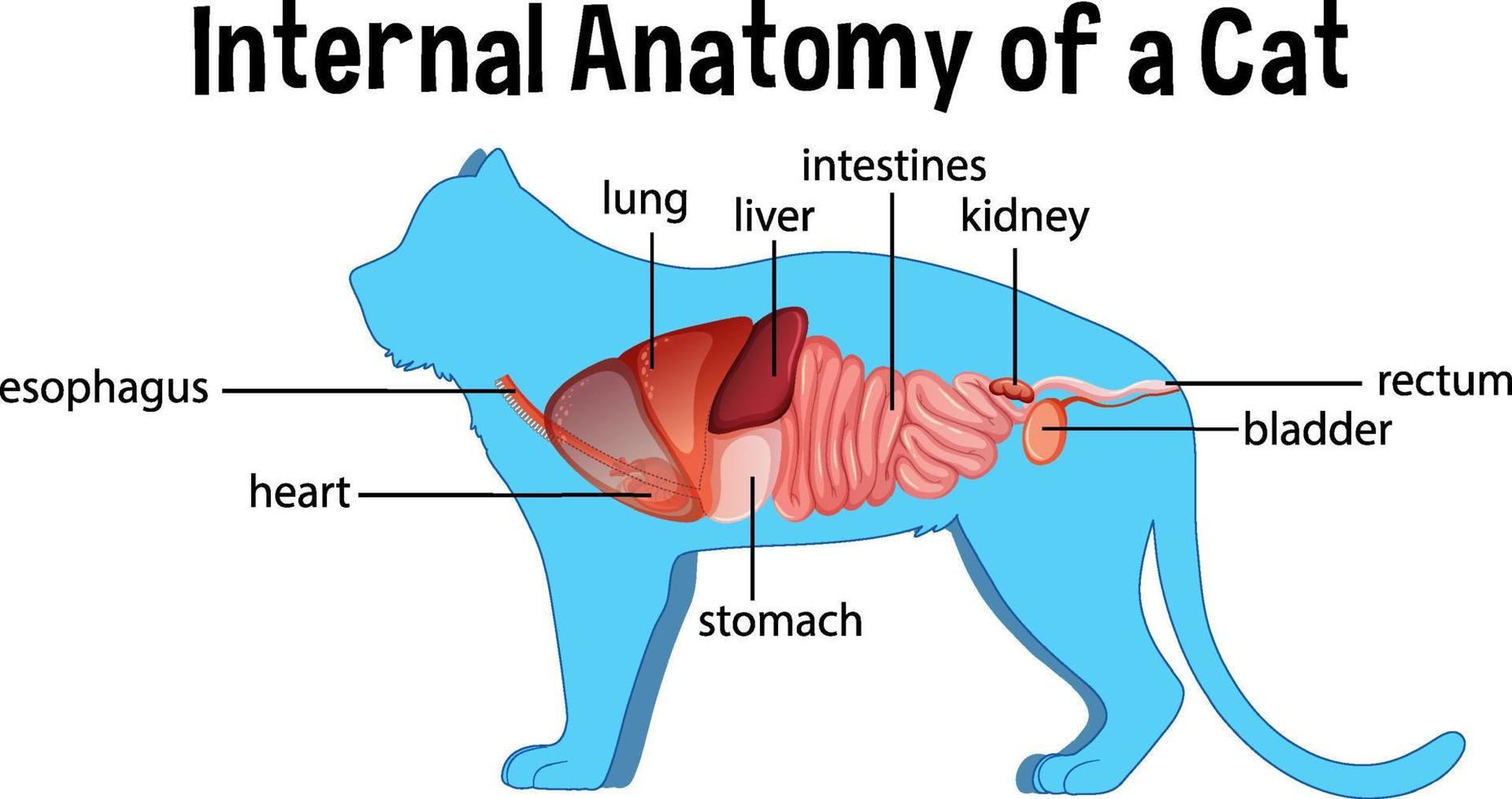 anatomía de un gato doméstico vector