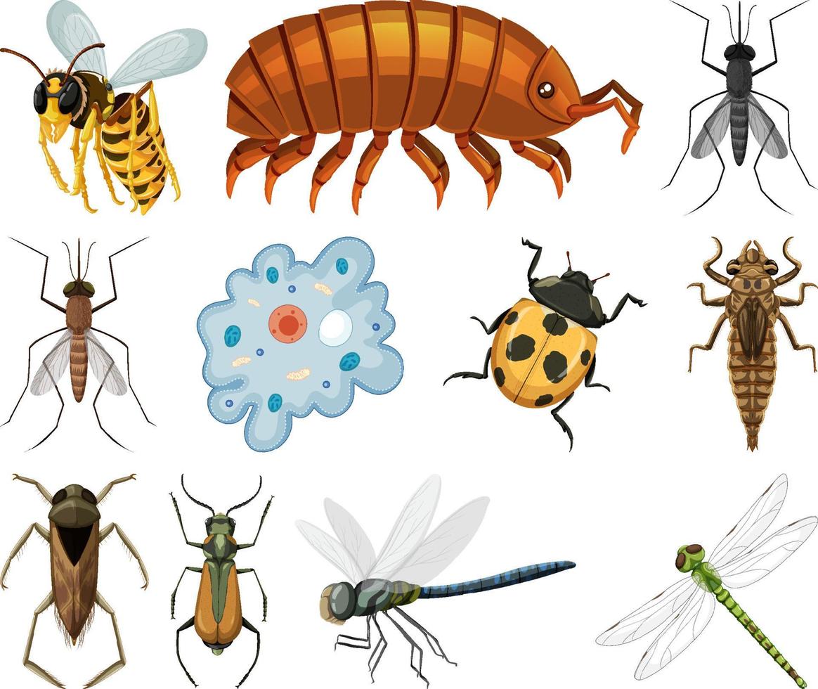 diferentes tipos de insectos y animales sobre fondo blanco vector