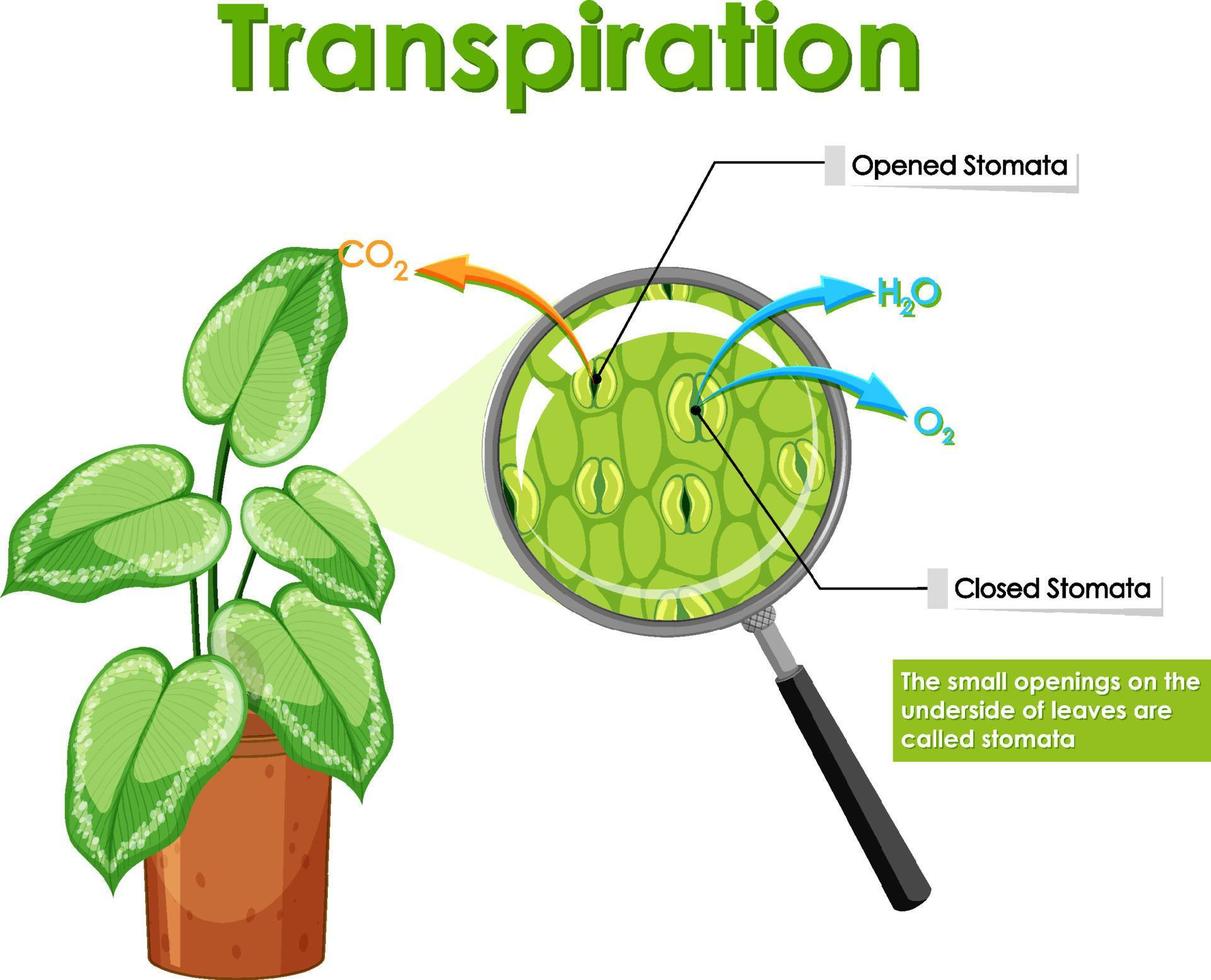 Diagram showing transpiration in plant vector